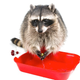Illustration for article titled Raccoon laborers and plants designed for climate change: Charles Stross' Predictions for 2512